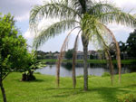 Luxury Florida Vacation Homes for Rent